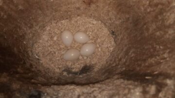 Broedseizoen Boomverzorging Nest