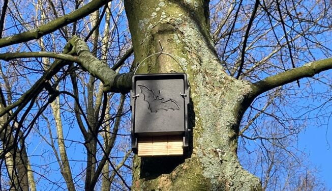 Vleermuiskast Esdoorn Zoetermeer