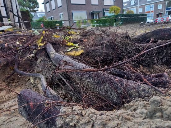 boomwortels in het zand enzo