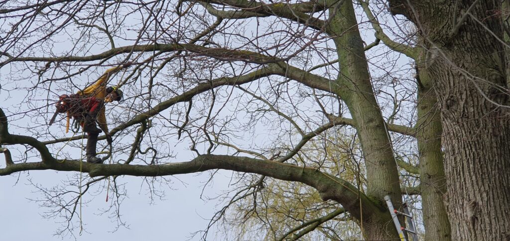 Nino snoeit een grote boom in een woonwijk met klimmateriaal