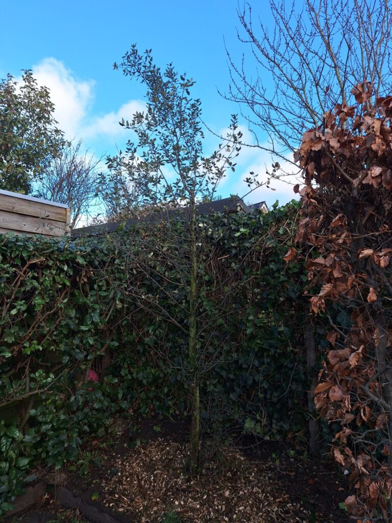 Een nieuwe boom in een achtertuin