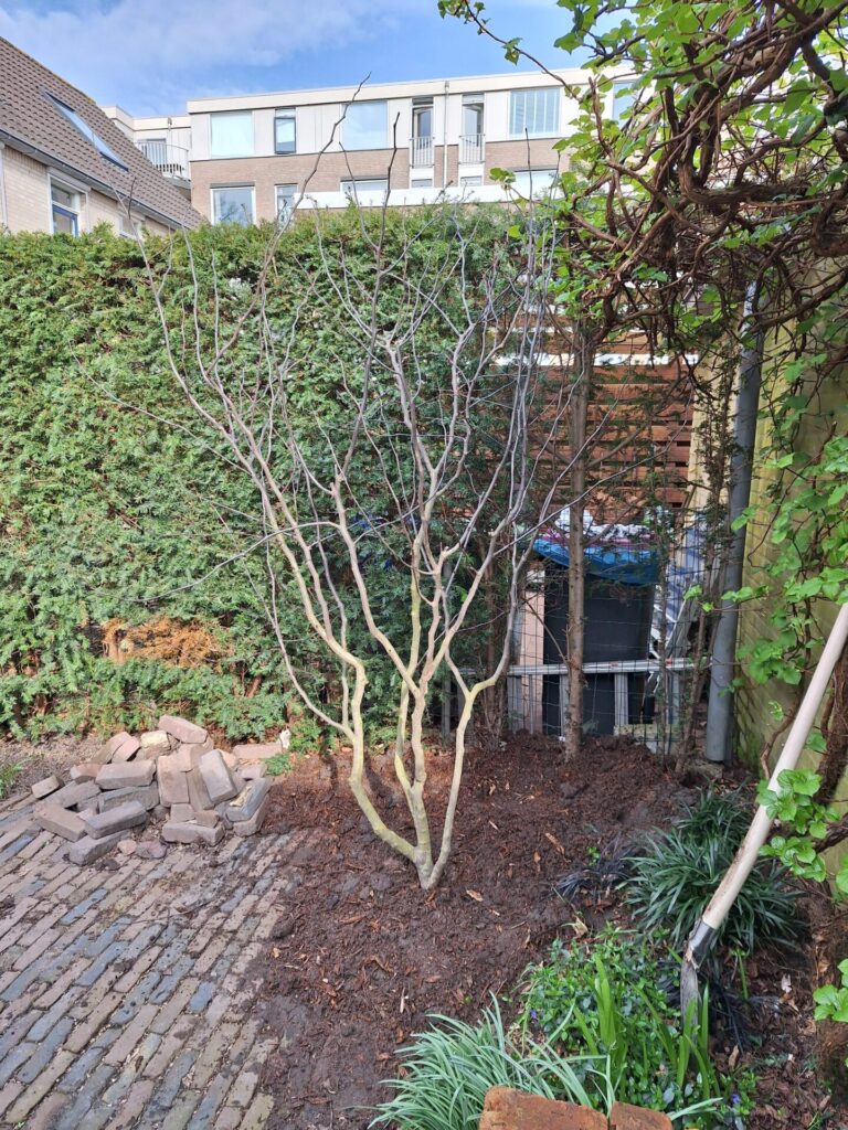 Makkelijk een kleine boom laten aanplaten in een achtertuin