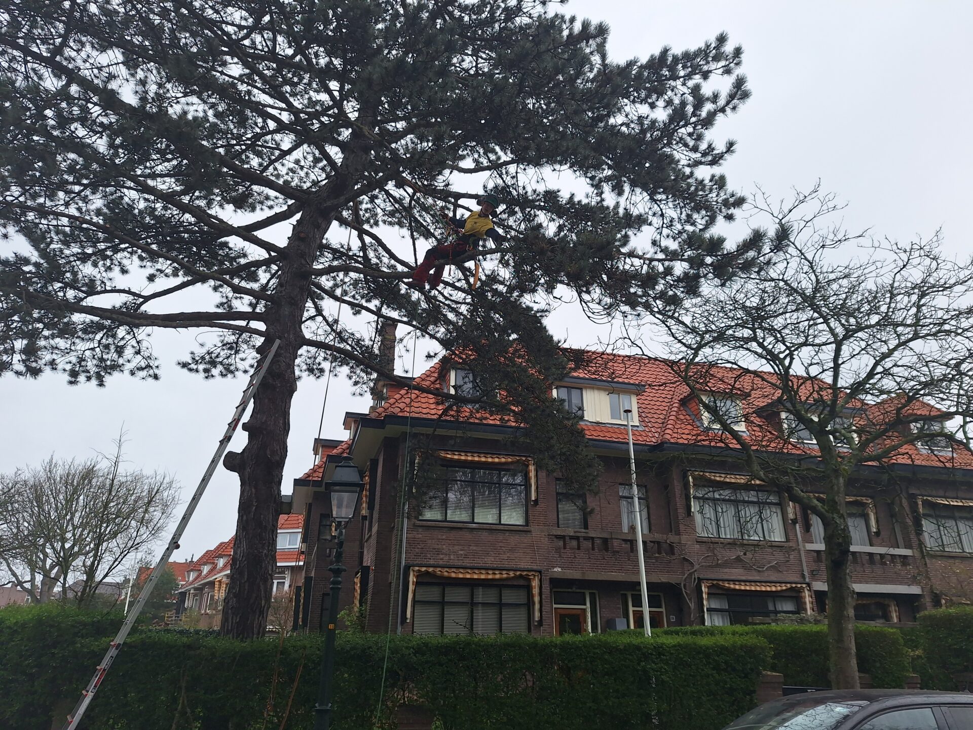 Nino snoeit een grote dennenboom in een woonwijk met klimmateriaal en ladder