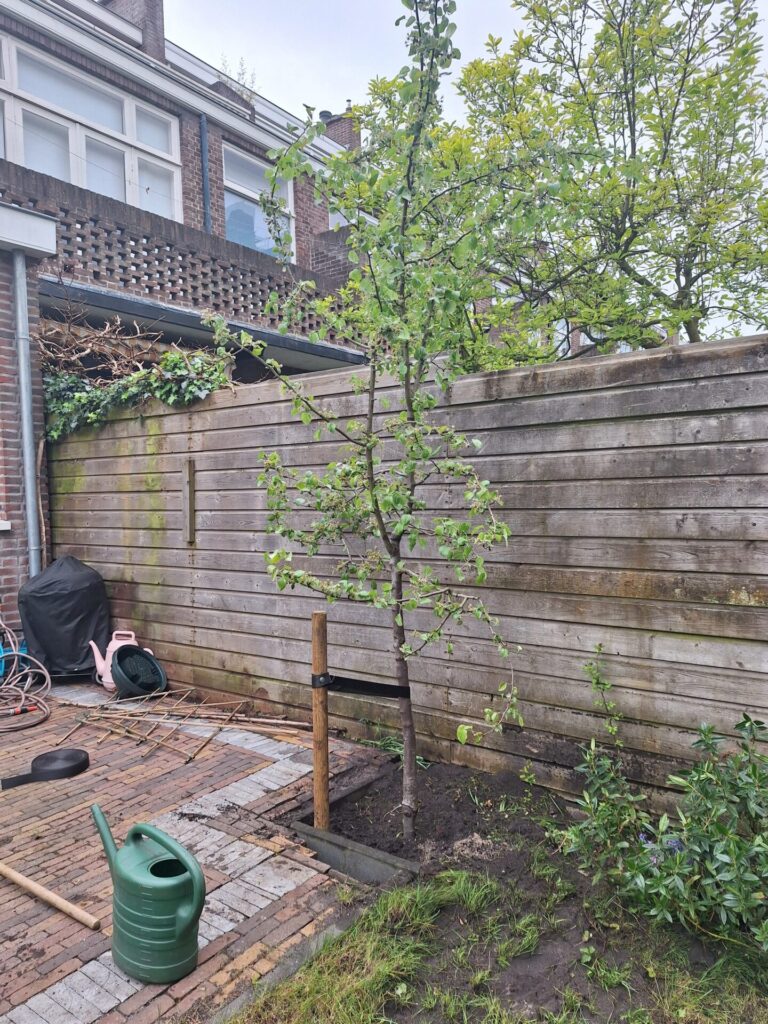 Nieuw aangeplantte boom in een achtertuin