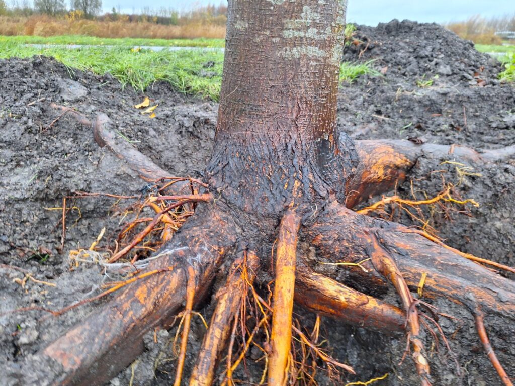 Wortels van een boom