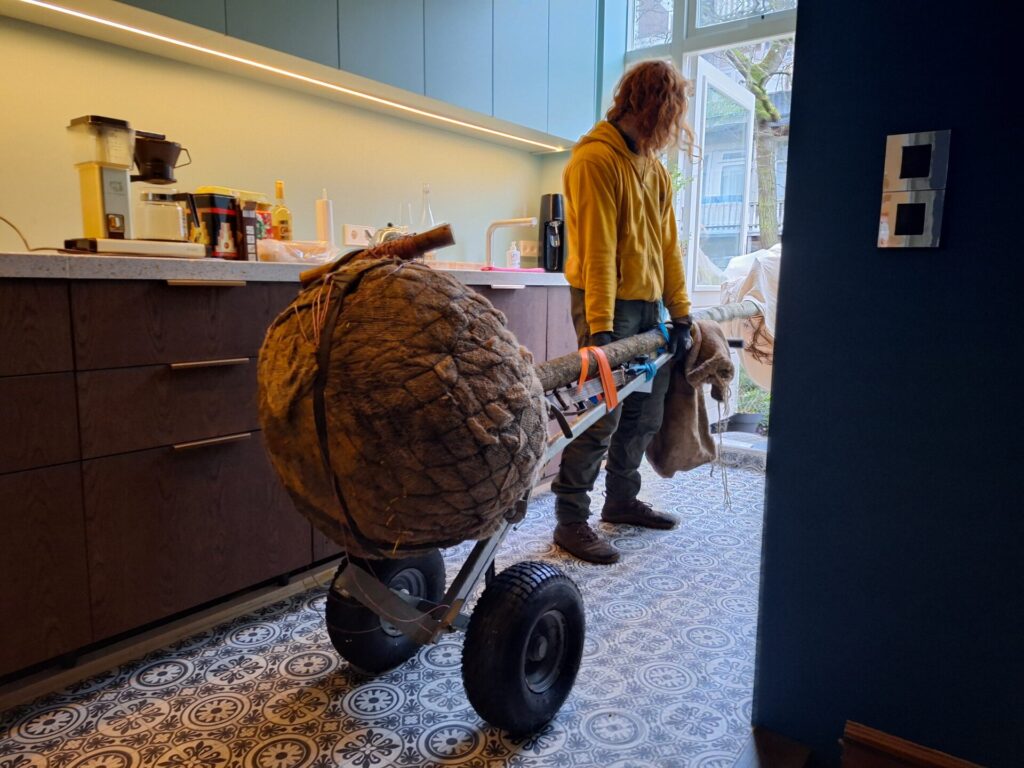 Veilig een boom verplaatsen door de keuken