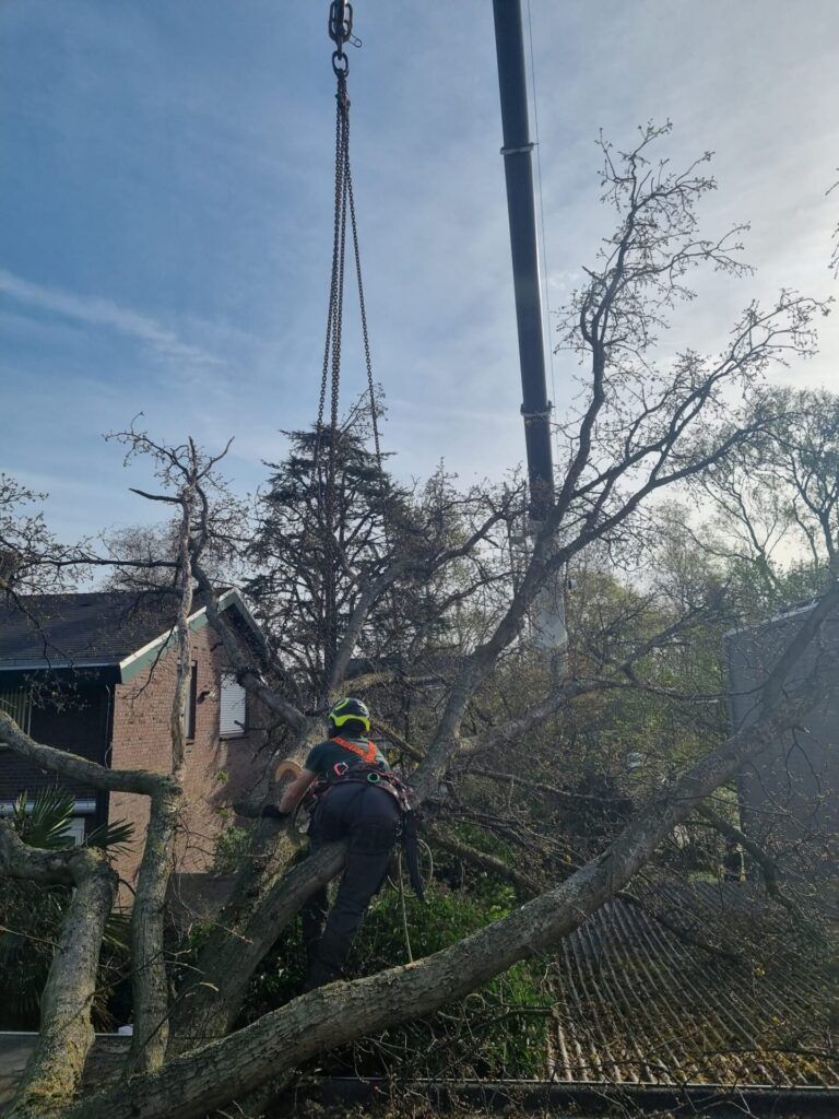 "Boomverwijdering met hijskraan in woonwijk – veilig bomen rooien door professioneel boomverzorgingsbedrijf.