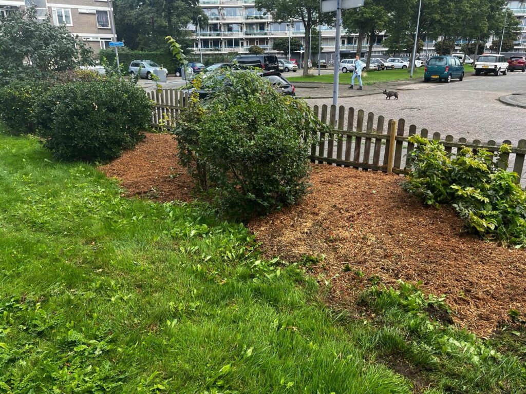 Nieuwe planten op een oud-stronk