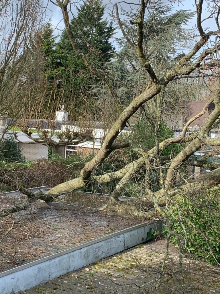 Een omgewaaide boom ligt op een schuur