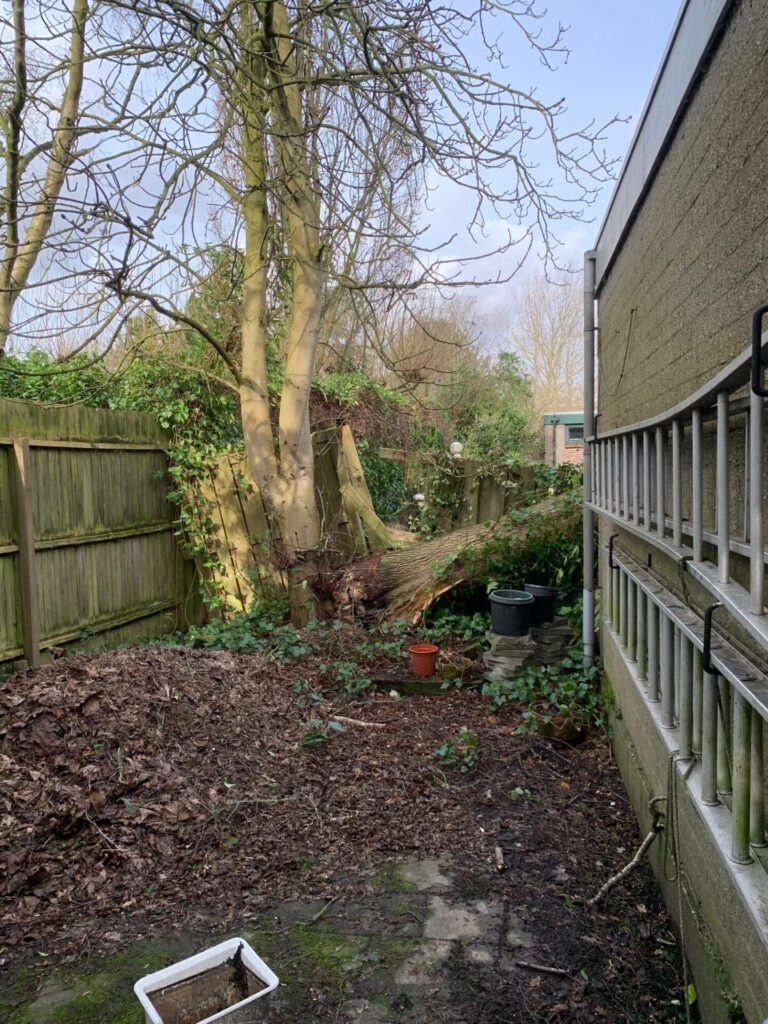 Omgevallen boom naast een gebouw