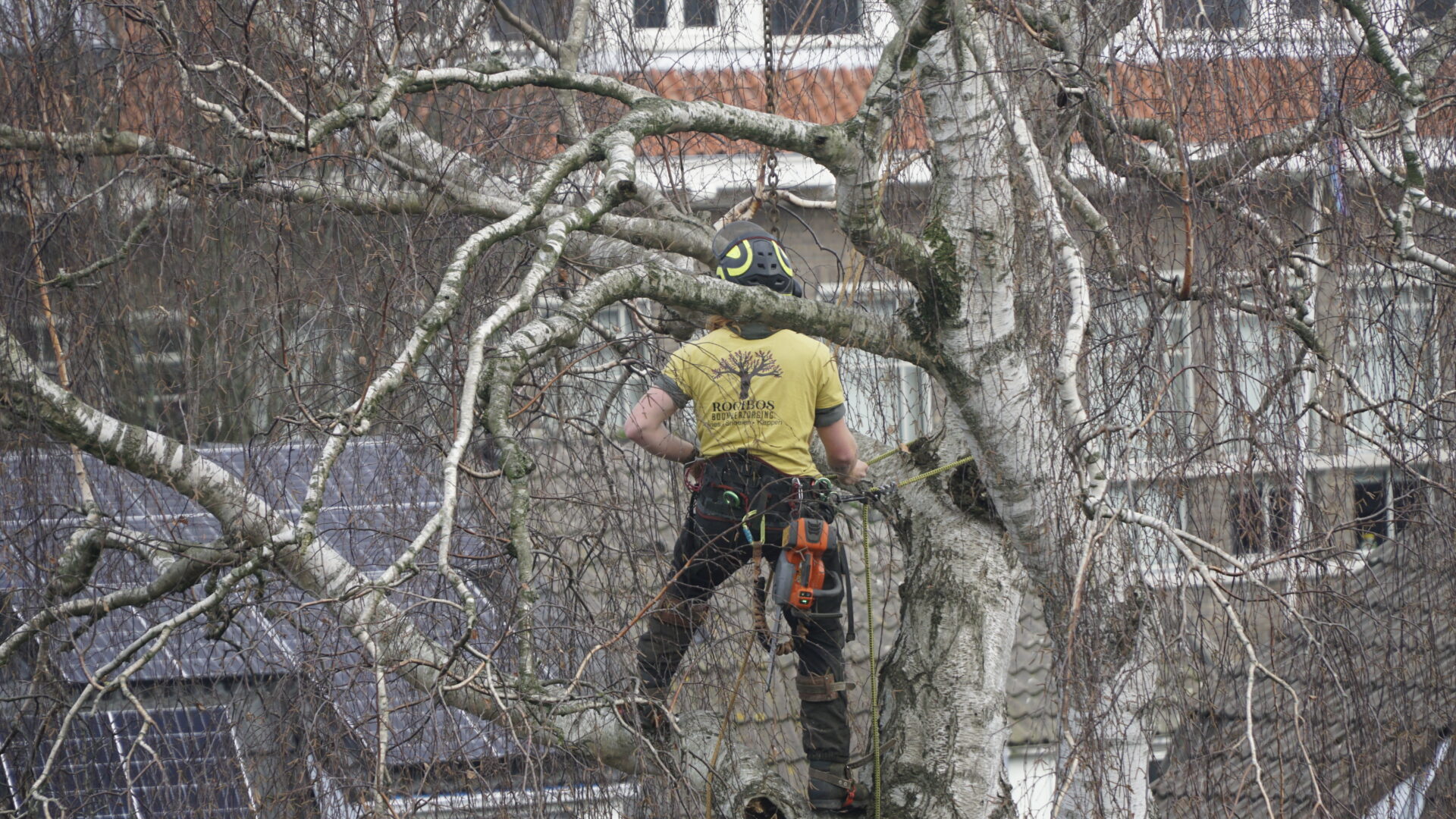 Boomverzorging Delft