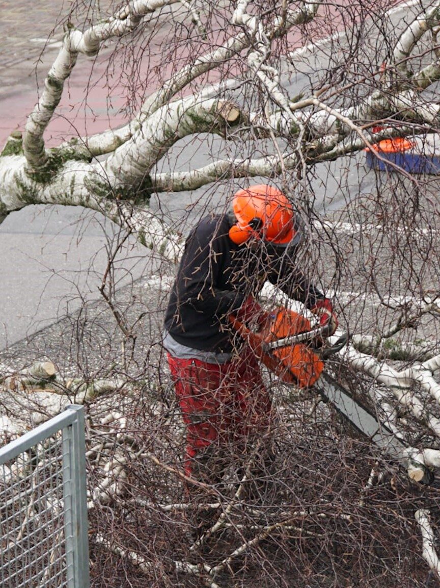 Arborist Patrick Galbally
